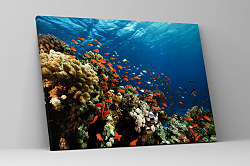 Obraz Koralový útes zs1130